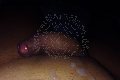 Roma Trans Escort Nathalie 339 63 31 329 foto selfie 6