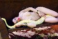 Foto Belovie Annunci Trans Lido Di Camaiore 3533134168 - 4